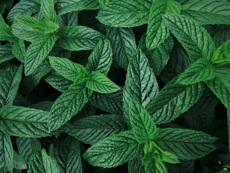 Peppermint Leaves