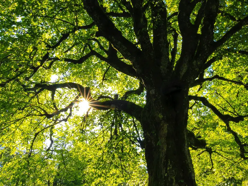 Sun Through Tree Leaves