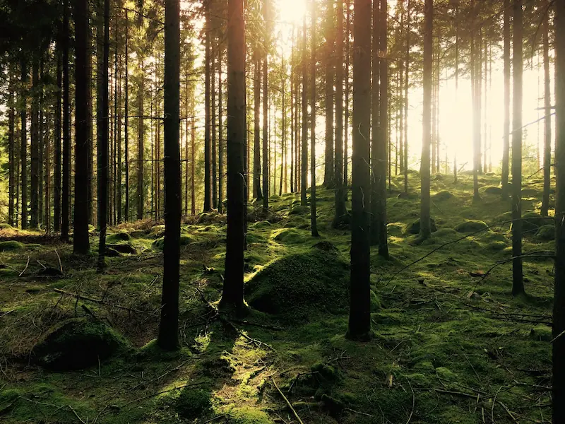 Sun Through Trees